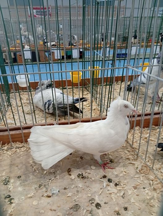 Sprzedam Sokoła Gdańskiego