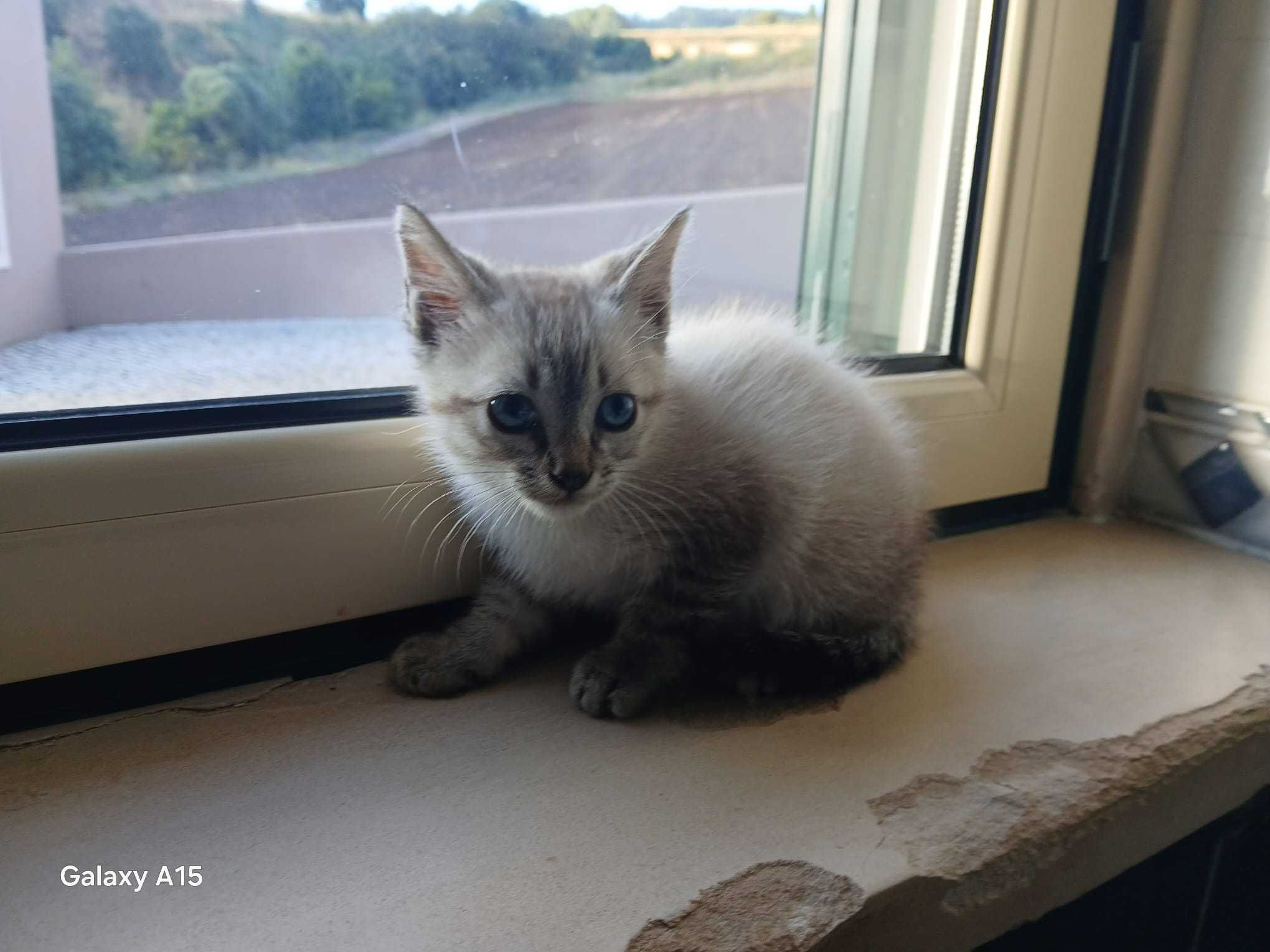 Doação gatinho com 8 semanas