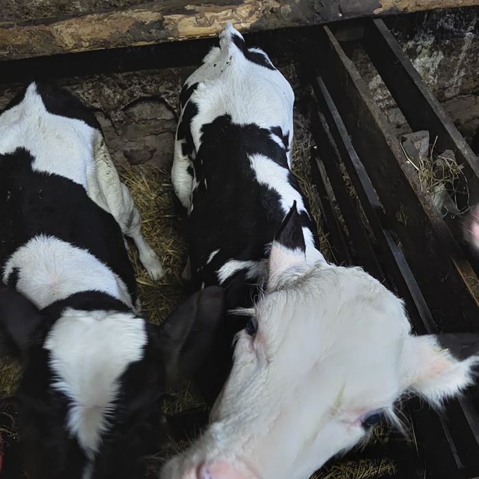 Sprzedam byczka do dalszej hodowli