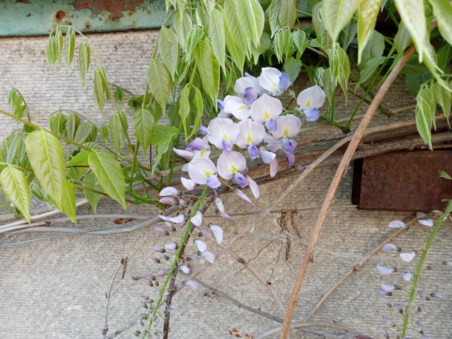 Глициния Блю-сапфир