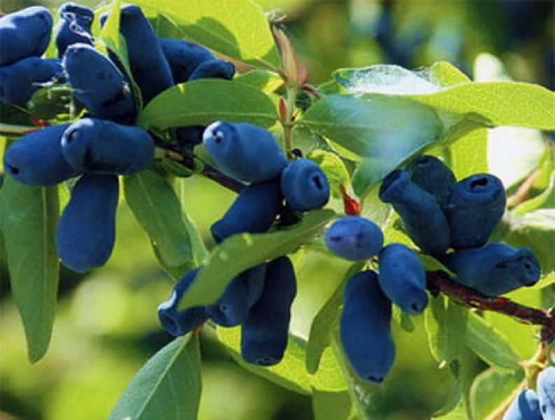 JAGODA kamczacka w doniczce 2L