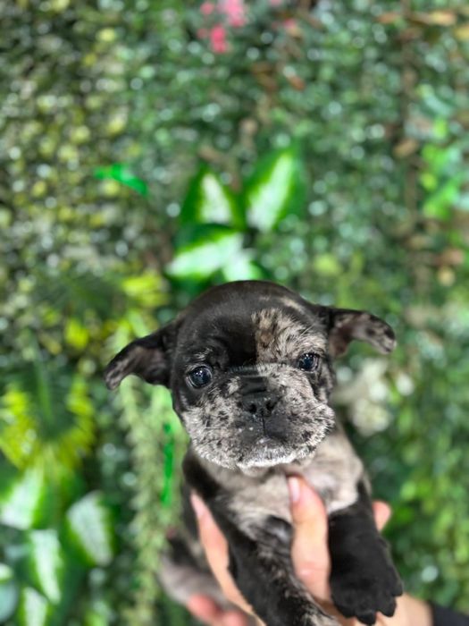 Bulldog francês macho