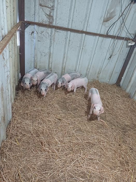 Letões bisaros  boa qualidade