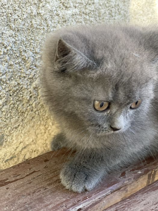 Кошеня висловухе шотландець