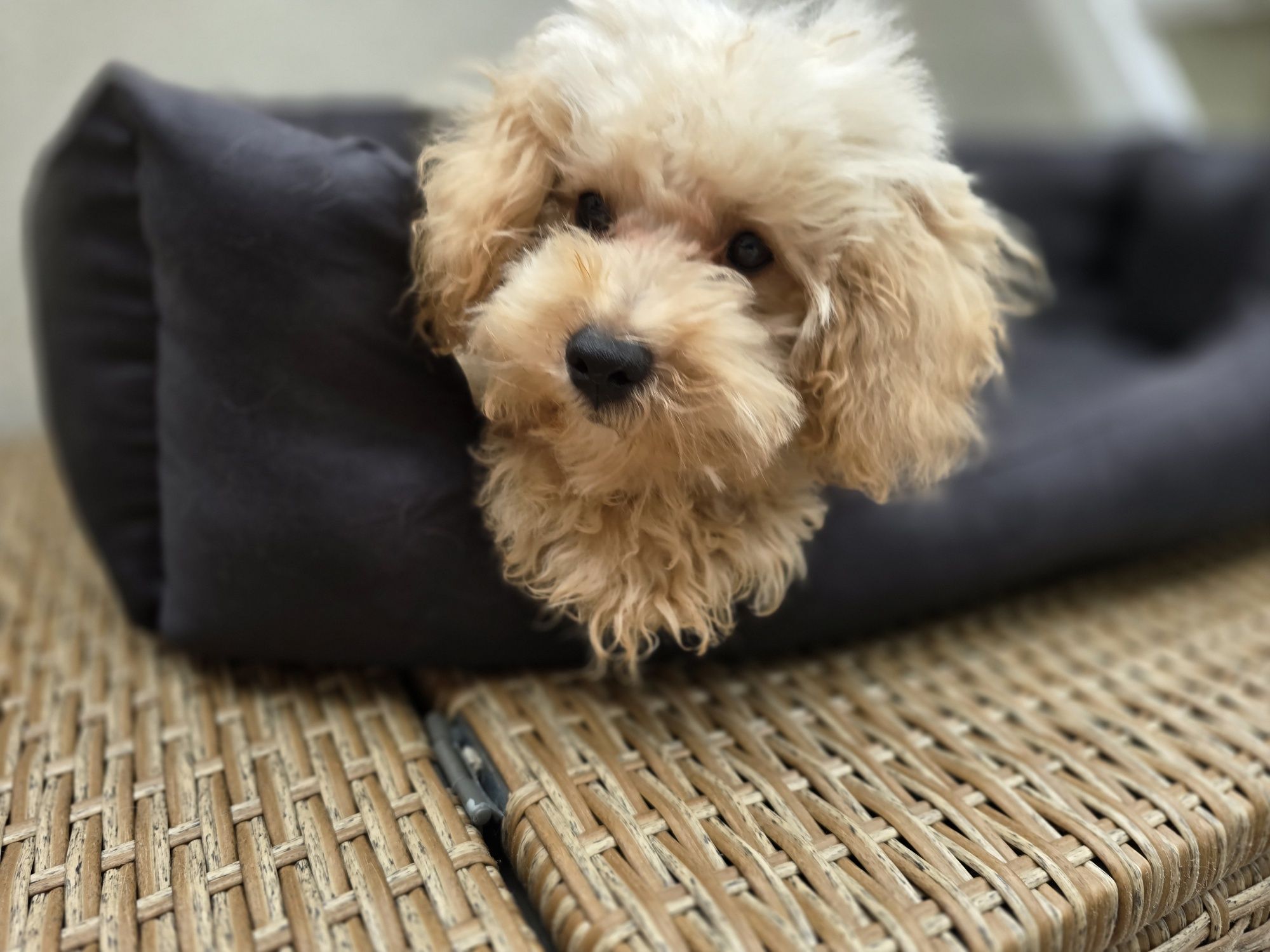 Maltipoo / chłopczyk