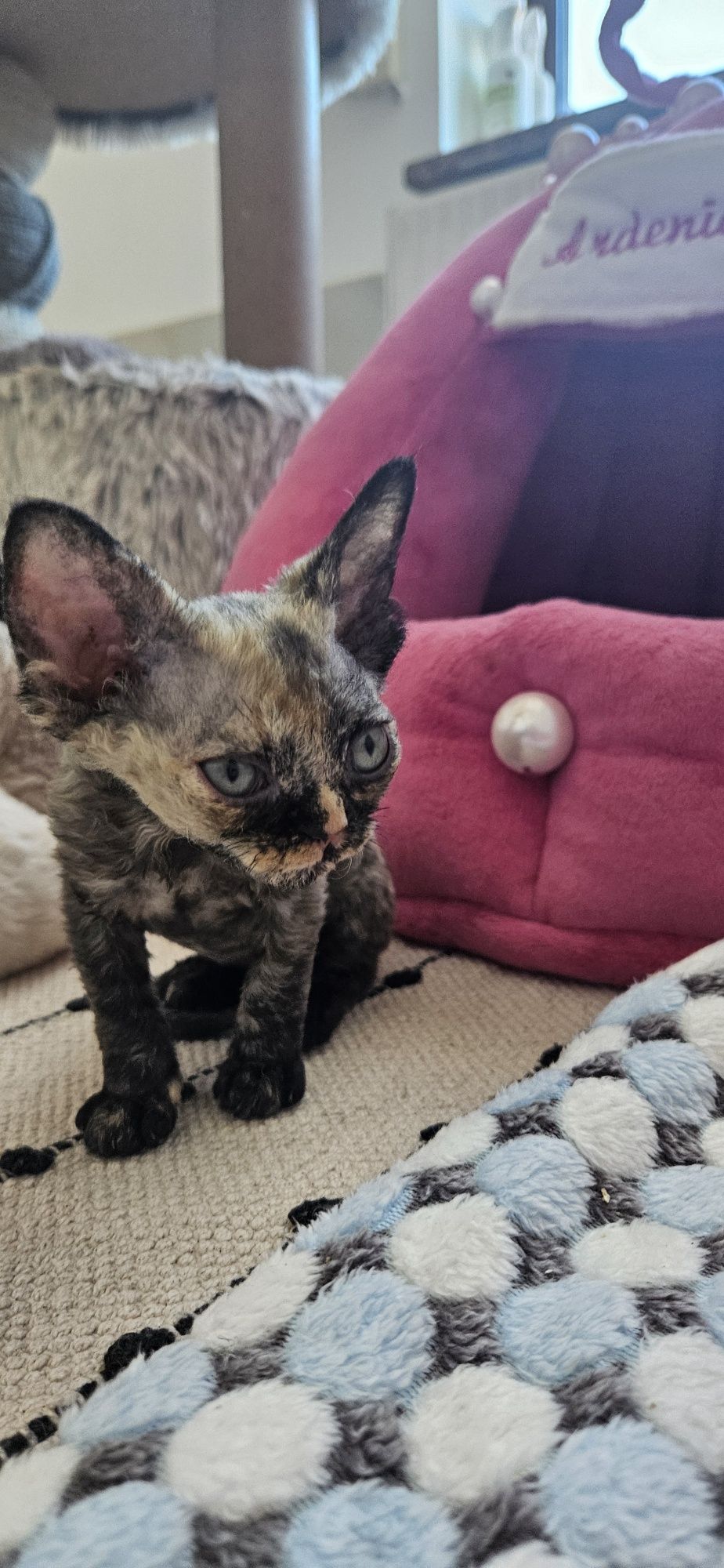 Koteczka Devon Rex