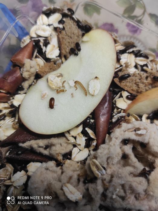 Жук знахарь , жук чернотелка