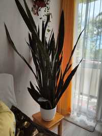 Sansevieria 120 cm