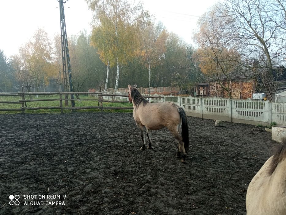 Sprzedam koniki polskie