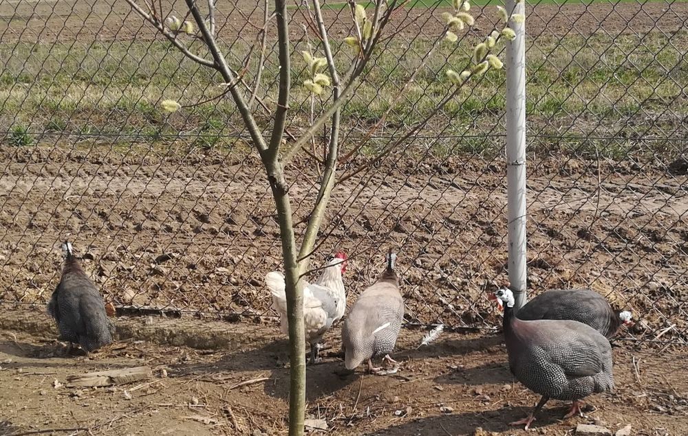 Sprzedam perliczki domowe