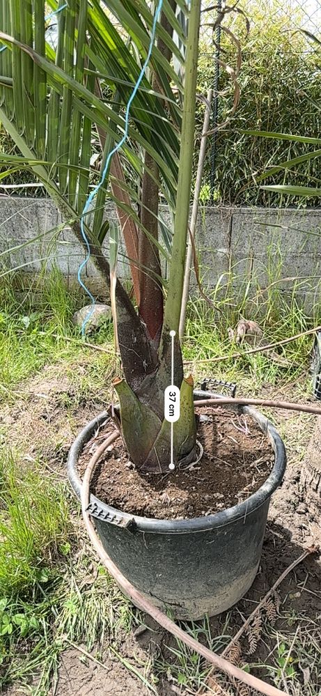 * Palmeira Triângulo* Dypsis Decaryi * Raras