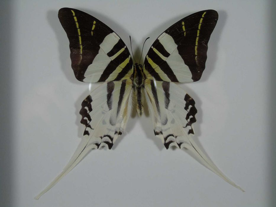 Motyl w ramce 22x17cm . Graphium androcles .