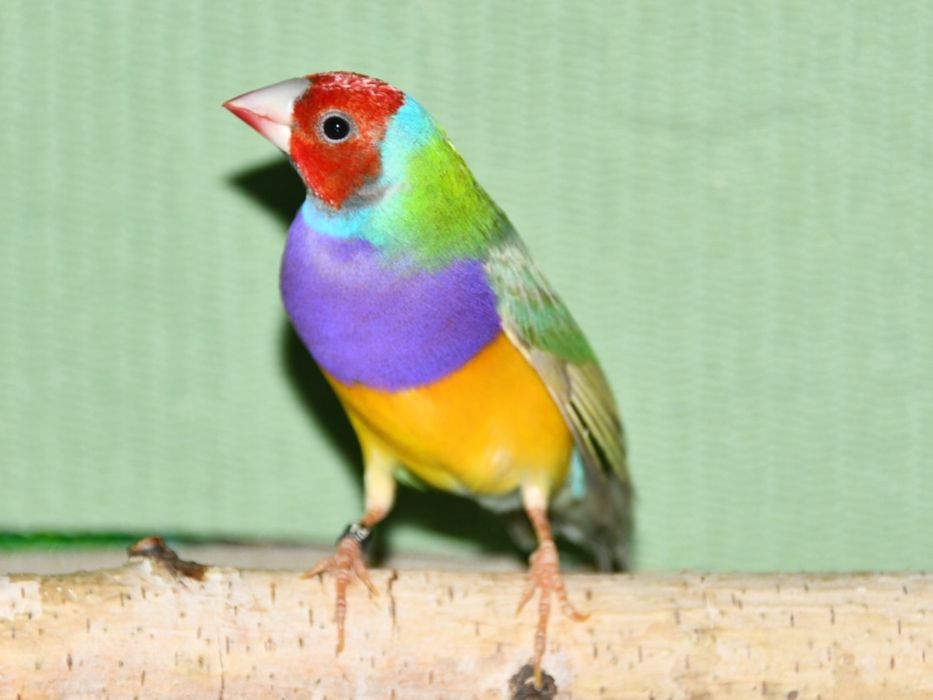 Amadyna wspaniała samiec 2025