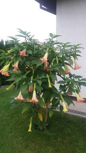 Datura różowa,czerwona oraz biała