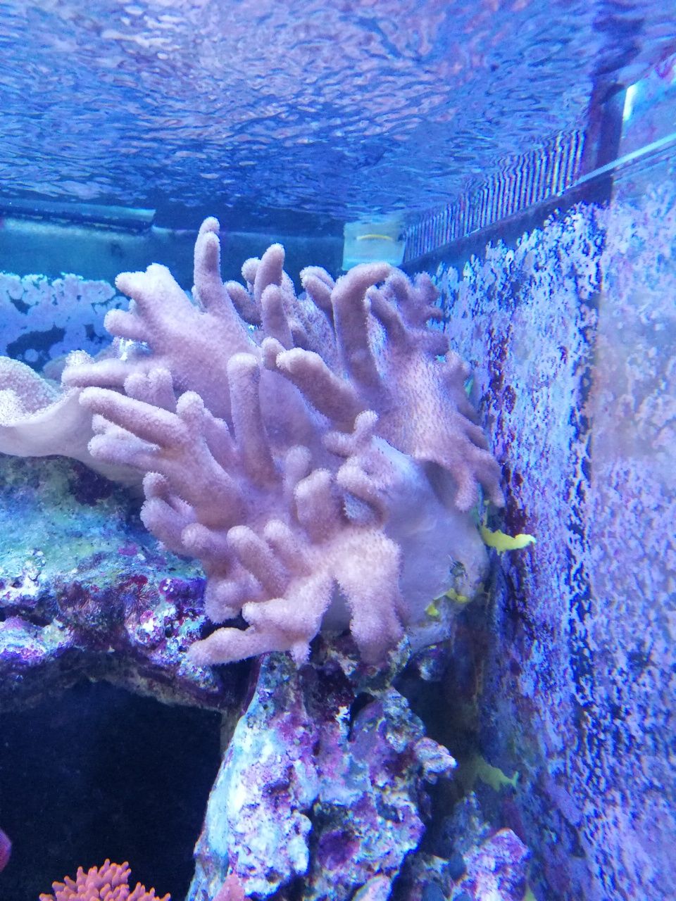 Lobophytum, korale miękkie