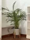 Vaso planta com suporte madeira