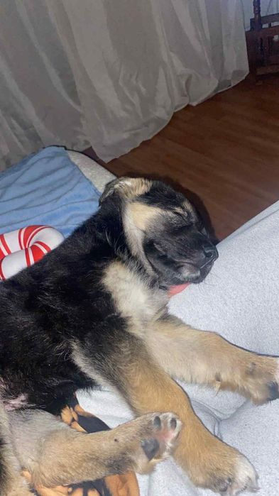 Sczeniak 7 tygodni  Bella