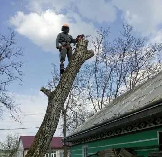 Зрізання дерев - Порізка дерев - Обрізка у важкодоступних місцях .