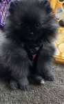 Spitz alemão / lulu pomerania