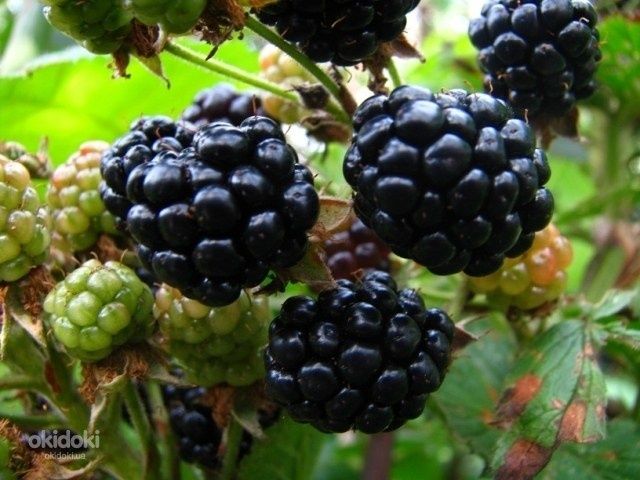 Саженці ожини шипована