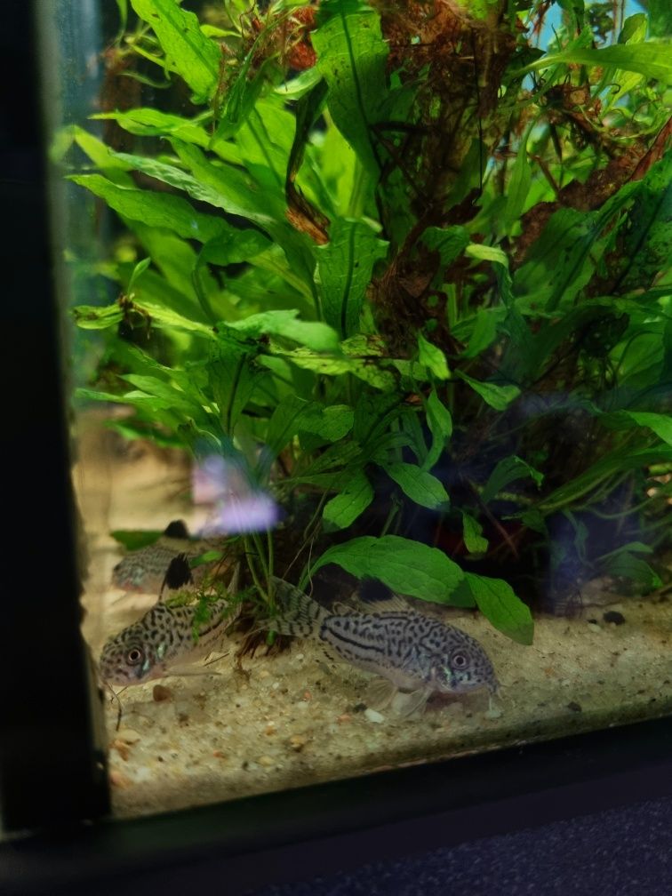 Kirysek juli/ kiryski nakrapiane/ corydoras julii