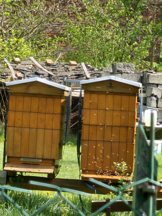 Ule wielkopolskie z  pszczolami rodzinami sklenar g10 h47 alpejka