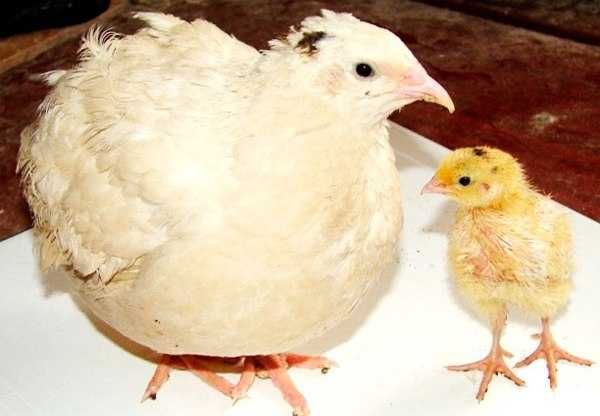 инкубационное яйцо  ПЕРЕПЕЛА ( белый техасец)