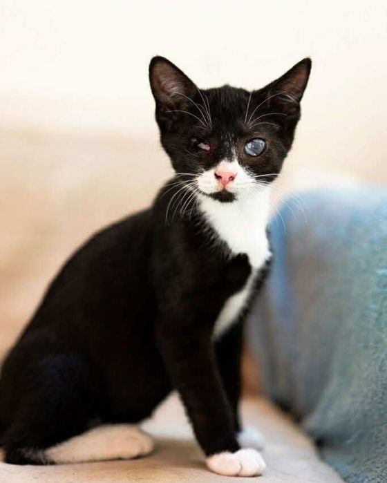 Kotek Leoś szuka domu