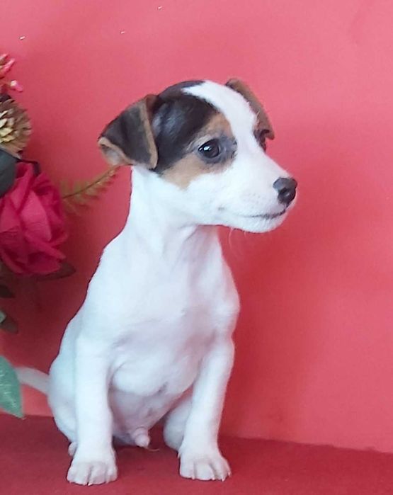 Jack Russel Terrier chłopak nr. 2