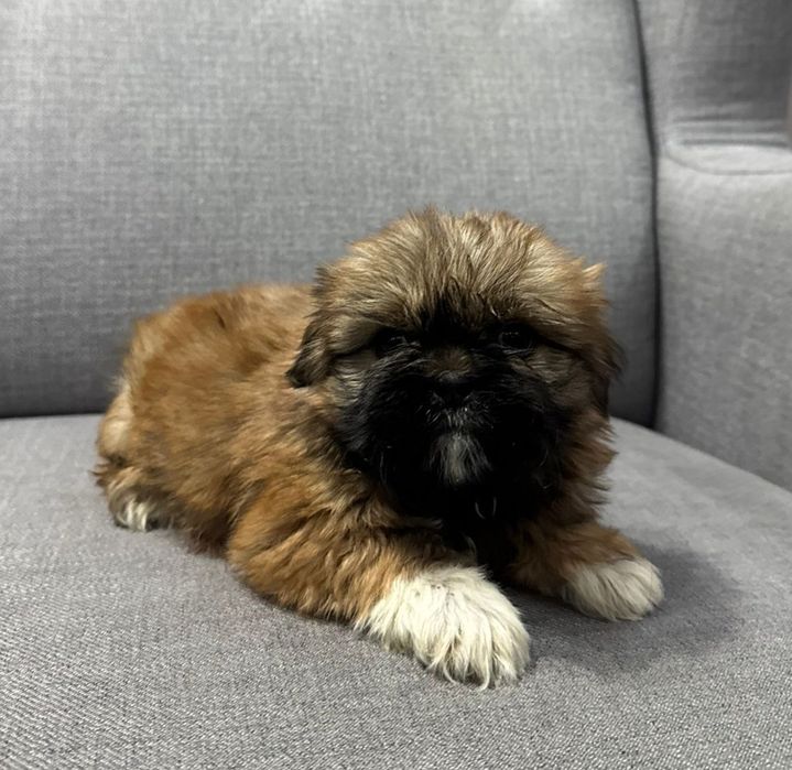 Szczeniak Piesek SHIH TZU