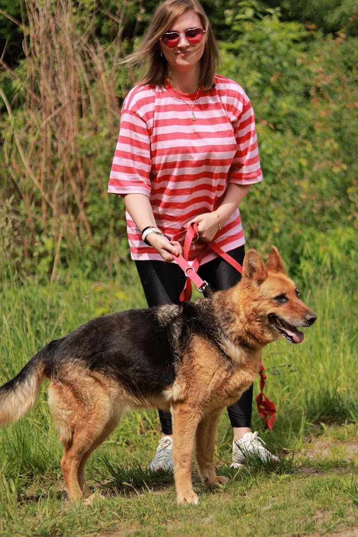 DORA - w typie OWCZARKA niemieckiego. łagodna/ [FILMIK]