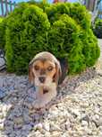 Piesek beagle tricolor.