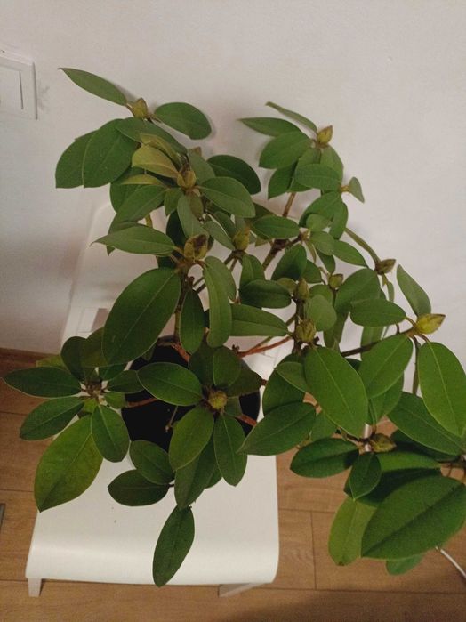 Piękny rododendron w doniczce