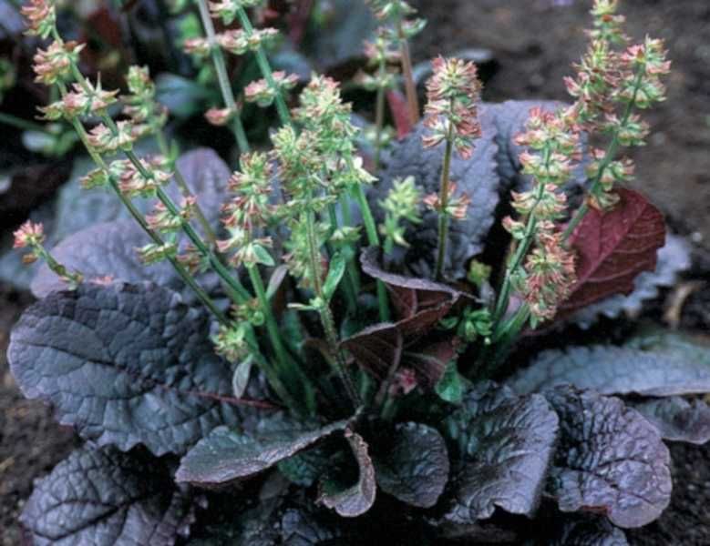 SZAŁWIA Purple Knockout - sadzonki w doniczkach !!