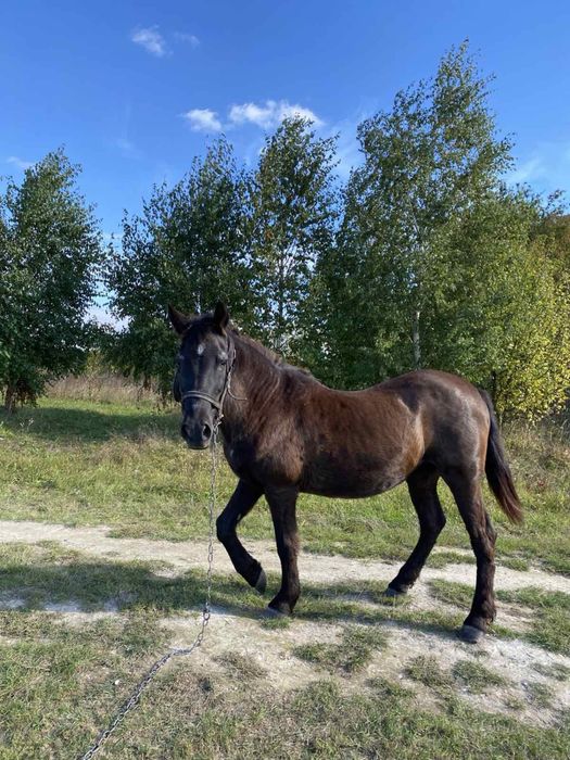 Продам робочу кобилу