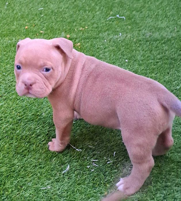 American Bully Pocket