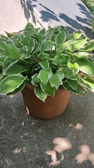 Хоста в ассортименте