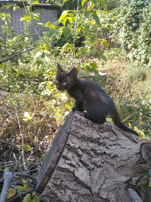 Кошенята безкоштовно