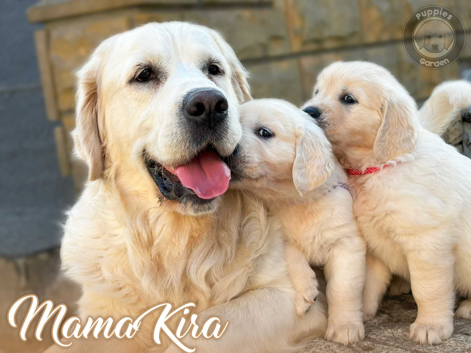 Zapowiedź miotu Golden Retriever