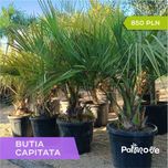 Palma Butia Capitata
