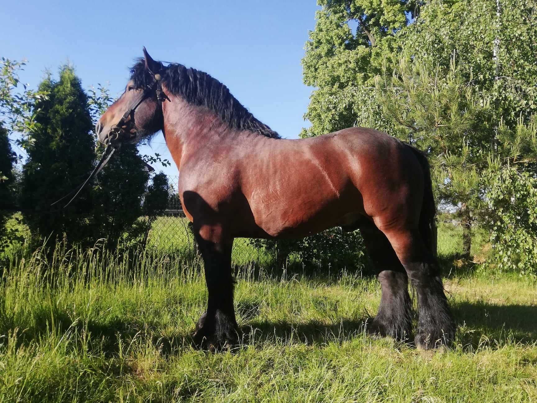 Sprzedam ogiera zimnokrwistego - arden polski HONEKER