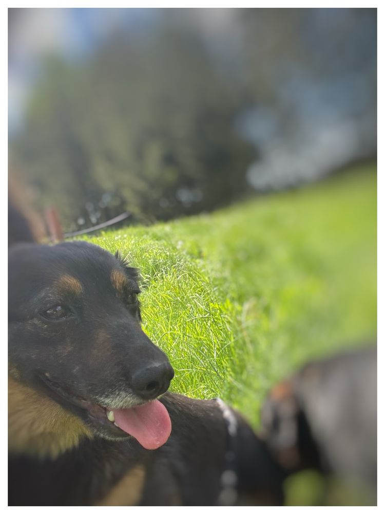 TiTi malutka sunia w typie Jamnika Długowłosego