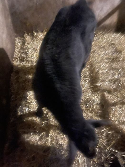 Бичок. Вік 3 тижні. Порода абардин.