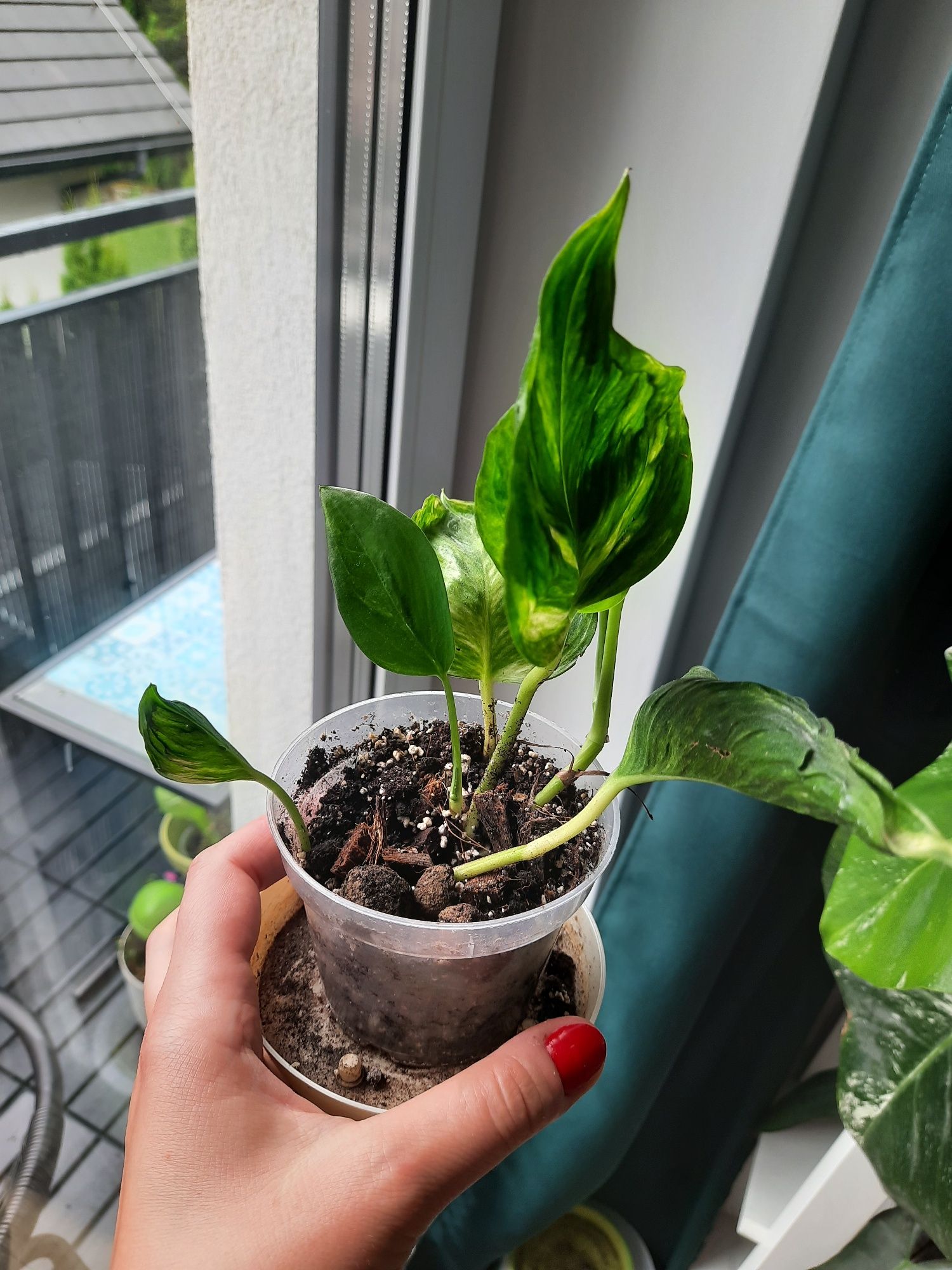 Epipremnum godzilla variegata