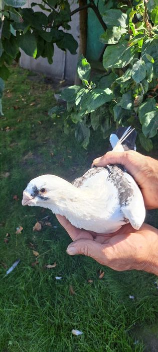 Sprzedam gołębie homery