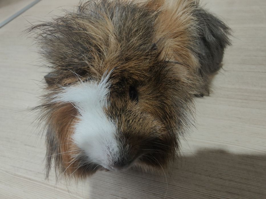 Oddam za darmo samca świnki morskiej wiek 4 m-ce