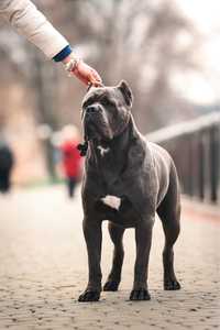 Кобель cane corso italiano.кане корсо.чист от дисплазии.развязан