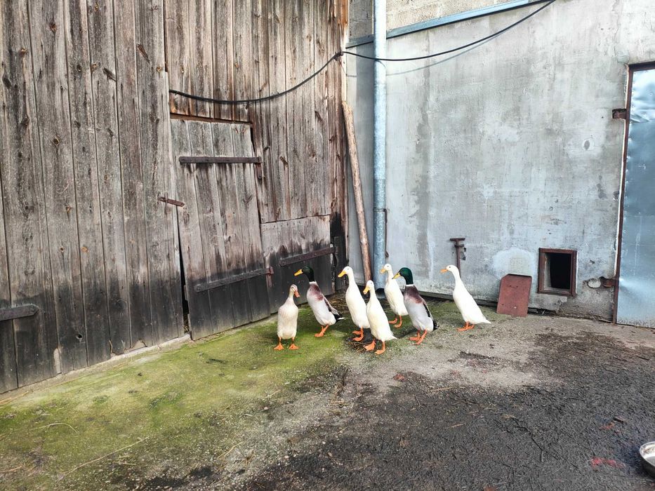 Sprzedam/wymienię kaczory biegusy