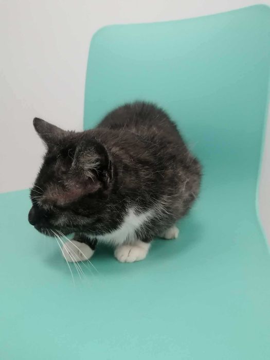 Kotka w typie karpati szuka pilnie domu choćby tymczasowego!!