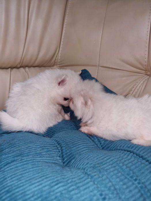 Шпиц с размером горошка